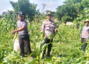 Polisi di Lombok Barat Turun Langsung Dampingi Petani Panen Jagung