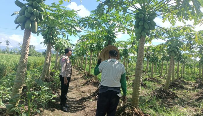 Polsek Kediri Motivasi Petani Pepaya di Desa Ombe Baru, Dukung Ketahanan Pangan