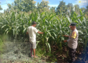 Dukung Ketahanan Pangan, Bhabinkamtibmas Desa Rhee Sambangi Lahan Jagung Warga
