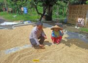 Bhabinkamtibmas Desa Ubung Polsek Jonggat Cek Ketersediaan Gabah di Desa Binaan