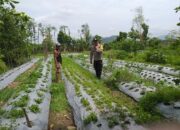 Dukung Ketahanan Pangan, Warga Jagaraga Mulai Bertani di Rumah