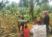 Sinergi Polri dan Petani: Bhabinkamtibmas Kawal Panen Jagung di Lombok Barat