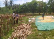 Kepedulian Polri: Bhabinkamtibmas Dampingi Petani di Masa Panen
