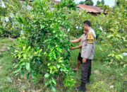 Bukan Sekadar Jaga Desa, Polisi Ini Jadi Penggerak Ketahanan Pangan