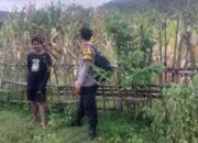 Bhabinkamtibmas Desa Lune Laksanakan Pemantauan Lahan Pertanian dalam Program Ketahanan Pangan Nasional