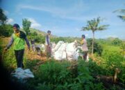 Bhabinkamtibmas Desa Woko Pantau Panen Jagung di Lahan Tumpang Sari