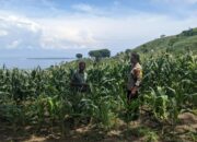 Bhabinkamtibmas Desa Mantar Lakukan Monitoring Ketahanan Pangan di Desa Binaannya