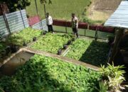 Bhabinkamtibmas Kelurahan Nungga Lakukan Pengecekan Lahan Pekarangan untuk Ketahanan Pangan Nasional