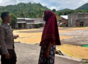 Pemantauan Hasil Panen Jagung Dalam Mendukung Program Ketahanan Pangan Nasional