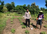 Pemantauan Pengembangan Tanaman Singkong di Desa Katua