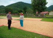 Pemantauan Warga yang Menjemur Jagung Hasil Panen di Desa Dorebara
