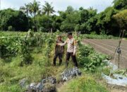 Motivasi Ketahanan Pangan, Bhabinkamtibmas Karang Dima Sambangi Petani