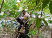 Pentingnya Ketahanan Pangan: Bhabinkamtibmas Kuripan Utara Berkunjung ke Dusun Pelulan