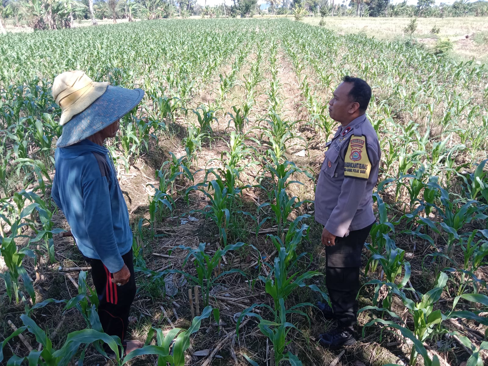 Bhabinkamtibmas Labuapi Dampingi Petani, Gencarkan Program Ketahanan Pangan di Bagik Polak Barat