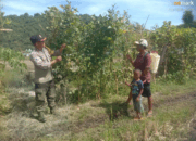 Bhabinkamtibmas Polsek Rhee Motivasi Warga Tingkatkan Ketahanan Pangan Melalui Tanaman Holtikultura dan Herbal