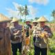 Kapolres Lombok Barat Hadiri Panen Raya Jagung, Sinergi Polri dan Petani Jaga Ketahanan Pangan