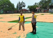 Bhabinkamtibmas Desa Sawe Pantau Proses Penjemuran Jagung sebagai Dukungan Ketahanan Pangan Nasional