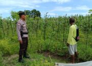 Bhabinkamtibmas Polsek Buer Dukung Ketahanan Pangan Lewat Kegiatan Sambang ke Kebun Warga Binaan