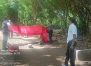 Disinyakir Akan Dibuka Lagi, Polsek Sumbawa Bongkar Arena Judi Sabung Ayam