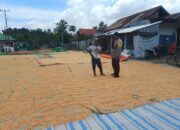 Pemantauan Panen Jagung oleh Bhabinkamtibmas Desa Karamabura Dukung Program Ketahanan Pangan Nasional Menuju Indonesia Emas 2045