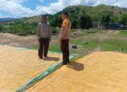 Giat Pemantauan Ketahanan Pangan oleh Bhabinkamtibmas Polsek Hu’u