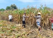 Dukung Ketahanan Pangan, Bhabinkamtibmas Daha Pantau Panen Raya Jagung Warga