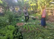 Dukung Ketahanan Pangan, Bhabinkamtibmas Desa Ai Kangkung Dampingi Warga yang Melakukan Uji Coba Tanaman Kangkung Cabut