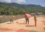 Bhabinkamtibmas Desa Mumbu Dampingi Panen Jagung, Wujud Nyata Dukung Ketahanan Pangan Menuju Indonesia Emas 2045