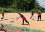 Bhabinkamtibmas Dampingi Petani Panen Jagung, Wujud Dukung Ketahanan Pangan Nasional Menuju Indonesia Emas 2045