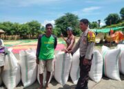 Bhabinkamtibmas Cempi Jaya Kawal Panen Raya Jagung di Soo Doro Late, Wujud Dukung Ketahanan Pangan