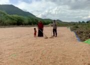 Bhabinkamtibmas Desa Riwo Pantau Panen Jagung dalam Mendukung Ketahanan Pangan Nasional