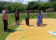 Bhabinkamtibmas Marada Kawal Pengeringan Jagung Warga, Dukung Ketahanan Pangan Nasional