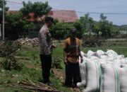 Panen Raya Jagung di Desa Daha, Bhabinkamtibmas Turut Kawal Ketahanan Pangan Nasional