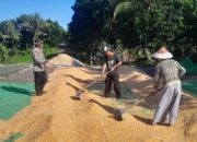 Bhabinkamtibmas Desa Talonang Baru Lakukan Pendampingan Panen Jagung