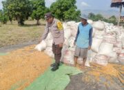 Dukung Ketahanan Pangan, AIPDA Haris Nasution Pantau Lahan Jagung Warga