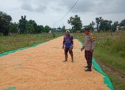 Panen Jagung di Dusun Makmur, Bhabinkamtibmas Doromelo Dampingi Petani Dukung Indonesia Emas 2045