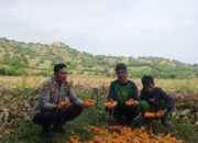 Dukung Ketahanan Pangan, Bhabinkamtibmas Desa Senayan Dampingi Panen Jagung Petani