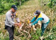 Bhabinkamtibmas Polsek Rasanae Barat Bantu Warga Panen Jagung di Sambinae
