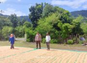 Bhabinkamtibmas Desa Adu Dampingi Warga Jemur Jagung: Wujud Nyata Dukung Ketahanan Pangan Nasional Menuju Indonesia Emas 2045