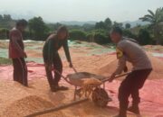 Panen Jagung Hibrida di Dompu: Bhabinkamtibmas Rababaka Dampingi Petani Dukung Indonesia Emas 2045