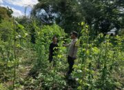 Dorong Ketahanan Pangan, Bhabinkamtibmas Desa Bukit Damai Monitoring Pekarangan Bergizi