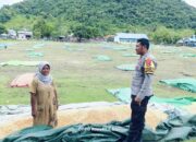 Polsek Hu’u Pantau Kegiatan Jemur Jagung Warga sebagai Dukungan Program Ketahanan Pangan Nasional