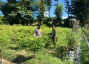 Dorong Kemandirian Pangan, BKTM Katua Bina Warga Kembangkan Kebun Sayur di Pekarangan