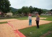 Panen Jagung Jadi Harapan, BKTM Dorebara Dampingi Warga Wujudkan Ketahanan Pangan