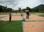 Panen Jagung Jadi Harapan, BKTM Dorebara Dampingi Warga Wujudkan Ketahanan Pangan