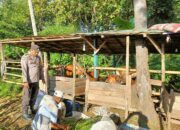 Dorong Ketahanan Pangan, Bhabinkamtibmas Nowa Pantau Peternakan Sapi Milik Warga
