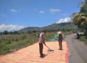 Panen Jagung di Desa Mumbu, Bhabinkamtibmas Dampingi Warga Dukung Ketahanan Pangan Nasional