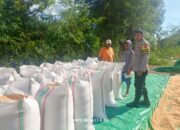 Bhabinkamtibmas Desa Adu Dampingi Warga Jemur Jagung, Dukung Ketahanan Pangan Nasional