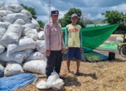 Bhabinkamtibmas Kramat Dampingi Panen Jagung, Dukung Ketahanan Pangan Nasional