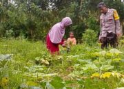 Optimalkan Lahan Kosong, Petani Kareke Dukung Ketahanan Pangan Menuju Indonesia Emas 2025